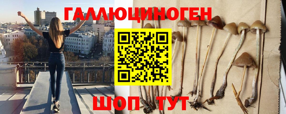 Галлюциногенные грибы Psilocybe  Вход с VPN  Красный Сулин 